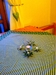 PB237459.JPG